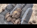 My first ever gold coin metal detecting!