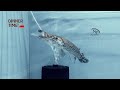 Aquarium Monster Fish (Alligator Gar)
