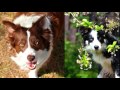 BORDER COLLIE - All about the breed