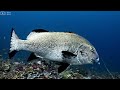 11 HOURS Underwater World 4K(Ultra HD) - Tranquil Sea Life & Sleep Music for Relaxation