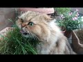 Hitomi, the Persian cat, eats grass to support her cat, who has been weakened by the heat.