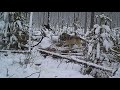 Wolf Pack Feeds on a Giant Bull Elk in British Columbia! | Trail Cam Tuesday - 004