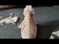 Bearded dragon THE BEST DEAD SKIN/SHED remove with sound/ASMR🤯 HUGE! HAVE TO SEE THIS!