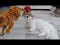 My cats and stuffed tiger 😹 Best Funny Cats Videos