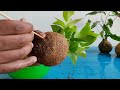 Best 3 Methods to Make Kokedama at Home | How to Make Moss Ball for Indoor Plants//GREEN PLANTS