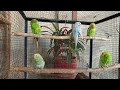 9 hr Budgie Sounds for Lonely Budgies To make Them Happy