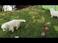 Weisse Schäferhund Welpen vom weißem Golde 3