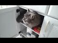 Gato saindo do armário parte 2