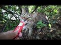 猛暑日に夏バテでゆるゆるの猫たちにご飯をあげたら・・・  地域猫ボランティアさん急逝後に火事エリア さくらねこたちへの給餌