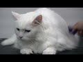Rare albino cat wears the helmet of humiliation