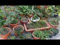 पत्थरचट्टा का चमत्कारिक पौधा 👉 उपयोग और उगाने का तरीका / Bryophyllum medicinal plant care and use