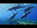 The Ocean 4K - Relaxation Film - Peaceful Relaxing Music - 4k Video UltraHD
