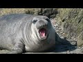 elephant seal noises