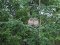 owl siblings