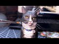 Sculpting Miniature Cat Timelapse | Polymer Clay