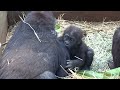 Gorilla⭐️Don't go! Genki stops her baby who tries to go to his father many times.【Momotaro family】