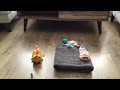Honey’s morning routine (A stop motion animation )