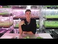 Microgreens: Are the Most Common Health Claims Grounded In Data - A Review