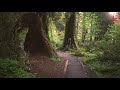 Hoh Rainforest | 4K virtual forest walk | moss forest | relaxing nature sounds | background ambience