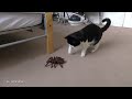 Cat Vs Giant Spider (Tarantula) RC