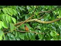 What Does a Cardinal Sound Like When They Sing? - Northern Cardinal Sounds and Calls - Sound Effects