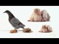 Pigeon Genius | Awesome Animals