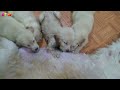 35 Days Old Golden Retriever Puppies Compete for Milk