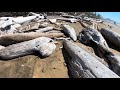 Raw Unedited Beachcombing in British Columbia, Canada - Part 1