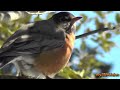 Singing Cardinal on the last cold day in February and my Friend Robin