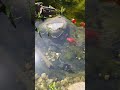 Bristol shubunkin goldfish Mix freedom after 3 months