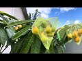 Bradenton Loquats (Eriobotrya japonica) a fast-growing tree that produces large, orange loquats