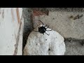 Black Widow Spider Mating Ritual