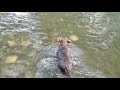 11 week old puppy learning tricks & swimming