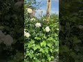 What’s in bloom in my NJ 7a garden