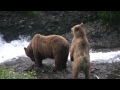 Sow and cub Brown Bears fishing at Mikfik Creek