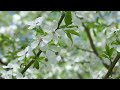 Cherry Blossom (Sakura) 4K - Amazing Film - Relaxing Piano Music - Japanese flowers