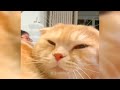 Funniest Animals 😅 New Funny Cats and Dogs Videos 😻🐶 Part 10