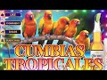 CUMBIAS TROPICALES PARA BAILAR🎶MIX DE LOS KARKIKS,TROPICAL FLORIDA,EL NEGRO...🎉TROPIALES MIX EXITOS