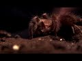 TARANTULAS MISUNDERSTOOD - tarantula documentary