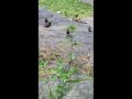 American Robin Starlings and sparrows summer feeding