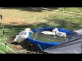 Dunkin ducks at the pool #ducks #shorts #happy #shortvideo #subscribe