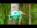 European Greenfinches on the new feeder 🦜🦜🍃🌿💚