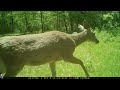 Trail Camera Pickup - The Majestic Nicolet National Forest (NE Wisconsin)