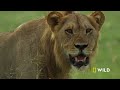 Lion Uprising: The King Defends His Throne (Full Episode) | Savage Kingdom