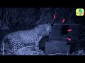 Where Is This Wild Leopard Cub’s Mom? | Dodo Kids | Rescued!