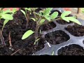 2nd  July (emergency tomato seedlings)