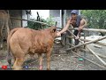 Belgian Blue Cross Baby Cattle Born in Simple Stables