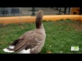 Man and Goose: A Love Story