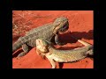 Australia's Hidden Wildlife Oasis | Real Wild