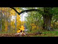 Autumn Ambiance - Crackling Campfire & Birdsong in Colorful Nature